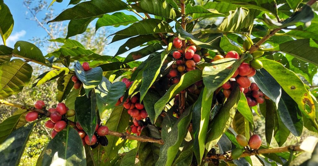 Beneficios del café Liberica