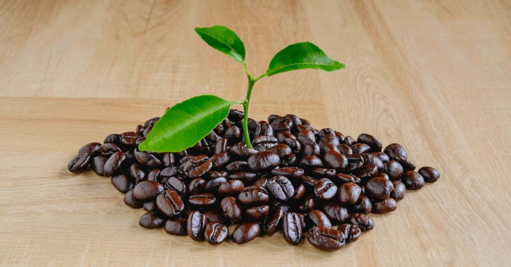 Futuro de la caficultura