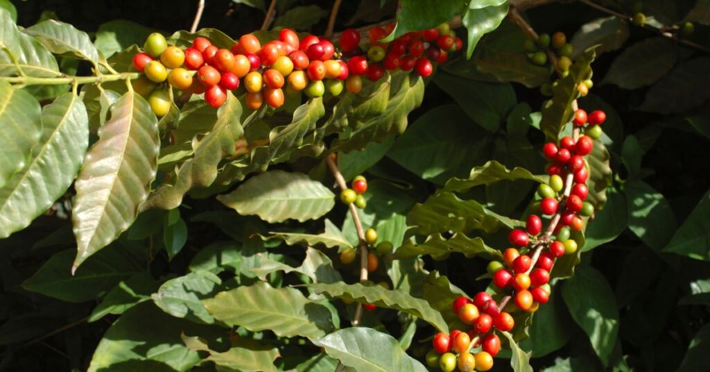 Orígenes y trazabilidad del café de especialidad